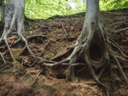 Raíces en tuberías provocadas por crecimiento vegetal junto a conducciones enterradas